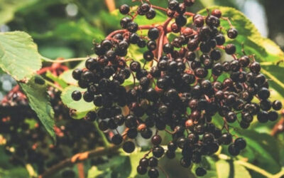 8 Ways to Use Elderberries for Maximum Health Benefits