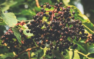 8 Ways to Use Elderberries for Maximum Health Benefits