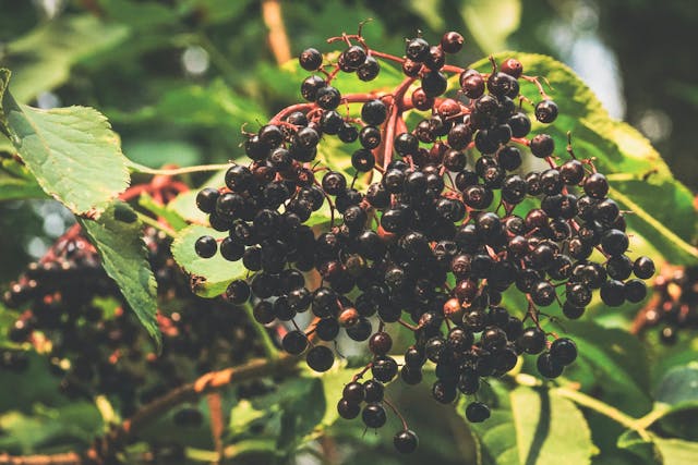 8 Ways to Use Elderberries for Maximum Health Benefits