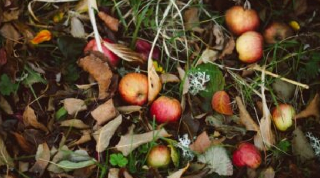 Apple Season: Nutritious Ways to Enjoy Fall’s Favorite Fruit