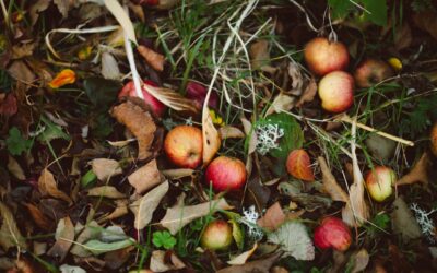 Apple Season: Nutritious Ways to Enjoy Fall’s Favorite Fruit