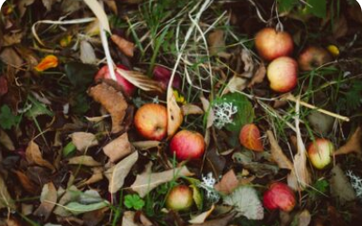 Apple Season: Nutritious Ways to Enjoy Fall’s Favorite Fruit