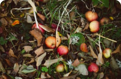 Apple Season: Nutritious Ways to Enjoy Fall’s Favorite Fruit